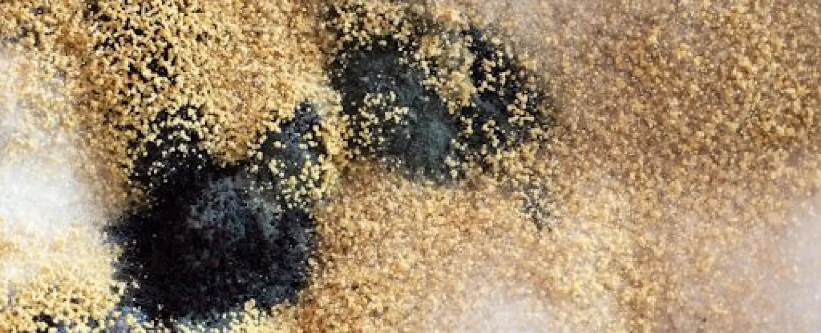 How Does Mold Form?