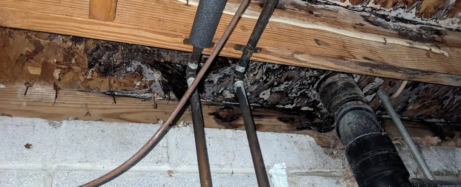 It’s national mold awareness month