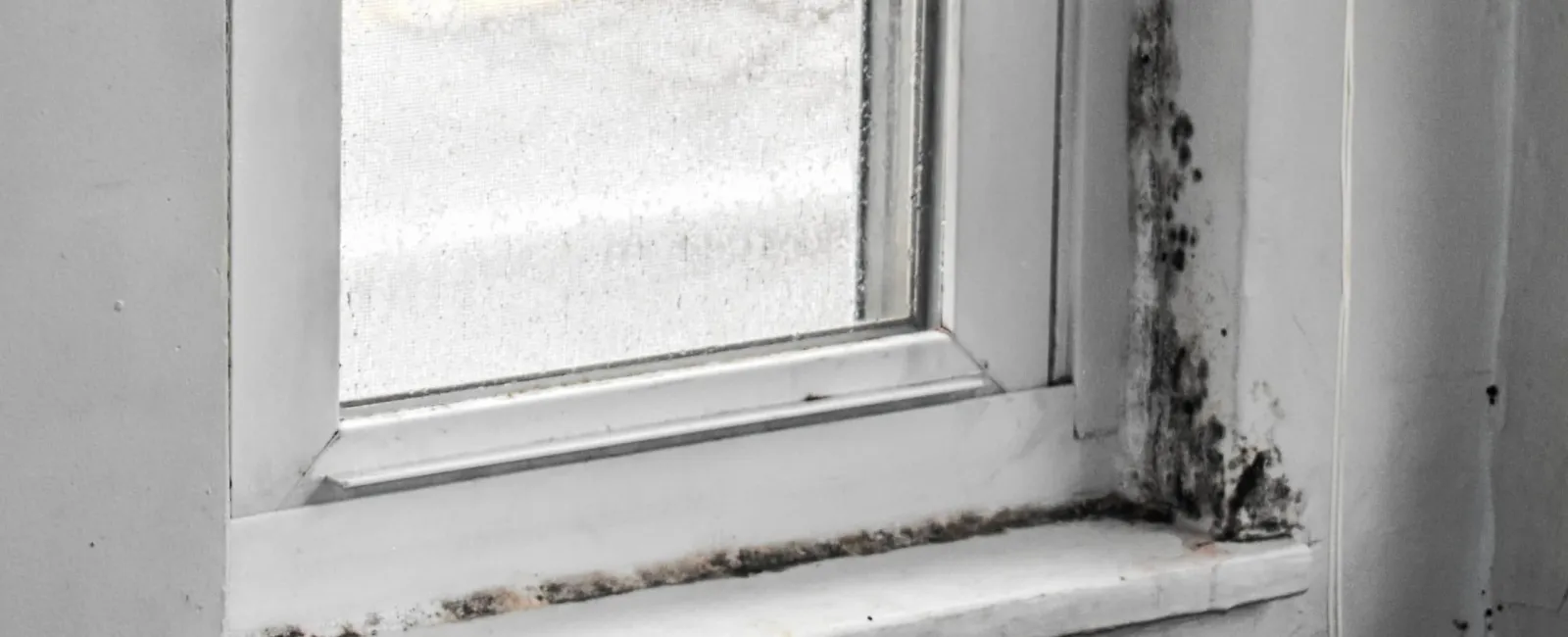5 Places a Mold Infestation can Form in Your Home