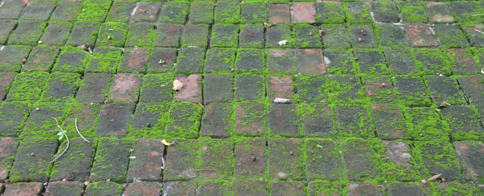 How Does Mold Affect Different Building Materials in Your Home?