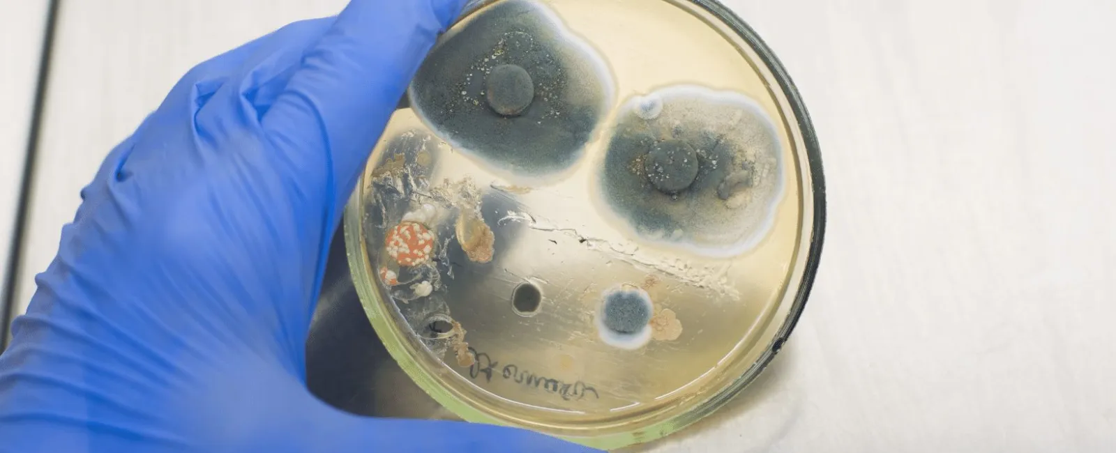 Why Do I Need Mold Testing in My Property?