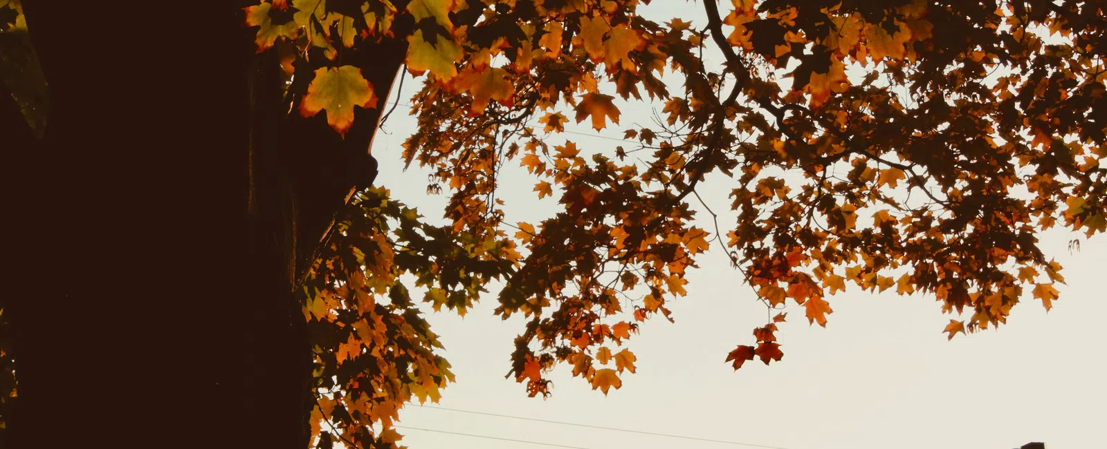 Autumn leaves turning orange on tree branches against sky with silhouette of house roof and chimney.