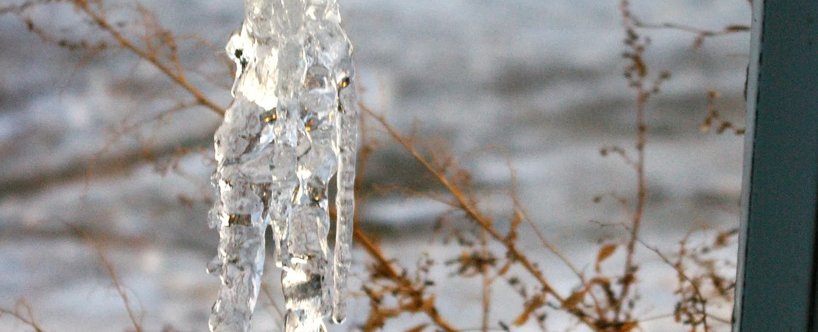Icicles forming and hanging from a metal downspout in a snowy winter setting with dry plants around.