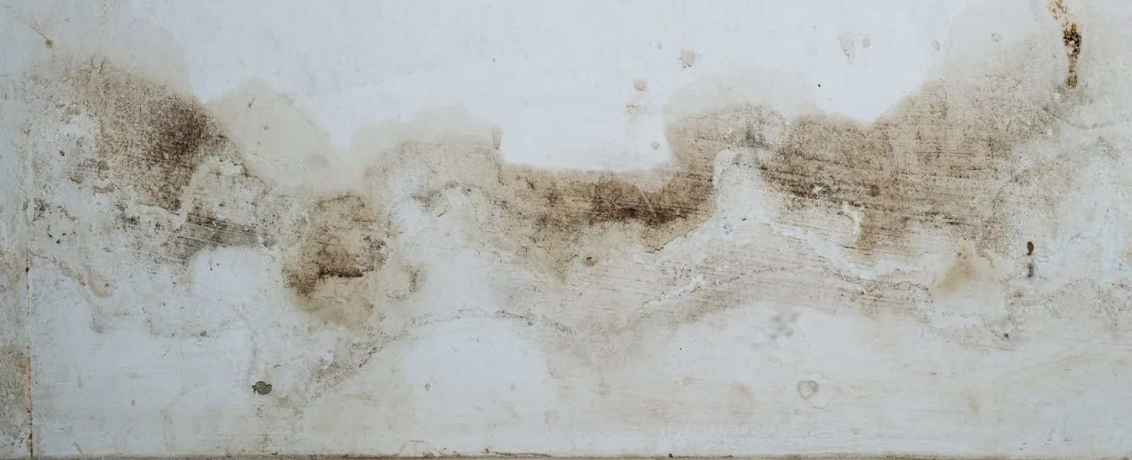 Why is Dead Mold Still Dangerous to Your Health?