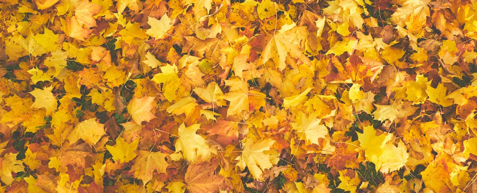 Five Fall Mold Prevention Tips