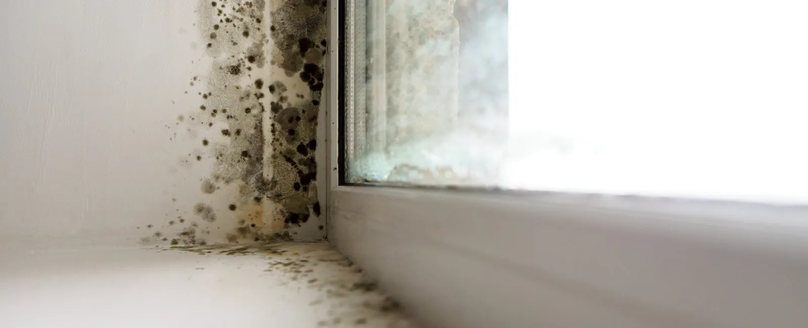 Mold in Your Apartment? Here’s What to Do