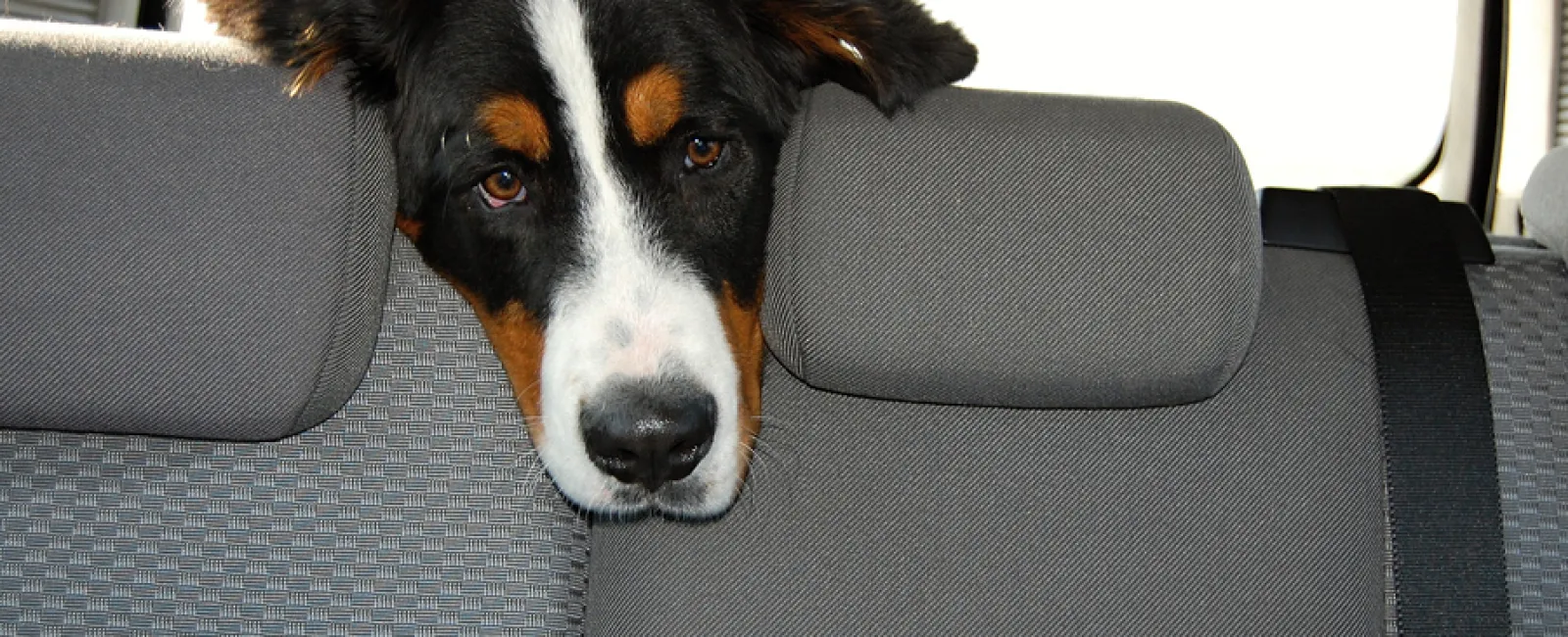 Protecting Your Car's Interior from Pet Wear and Tear