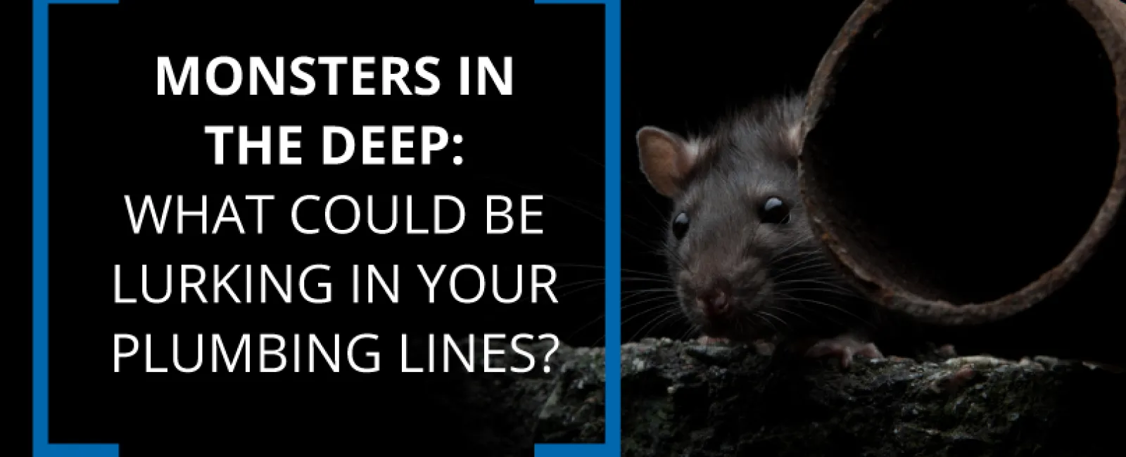 Do You Have Pests in Your Pipes? 