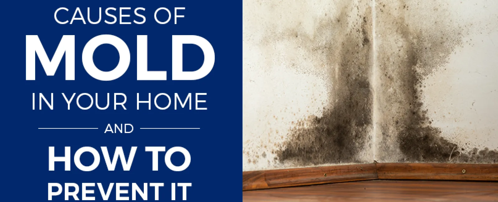 Preventing Mold Growth in Your Bathrooms