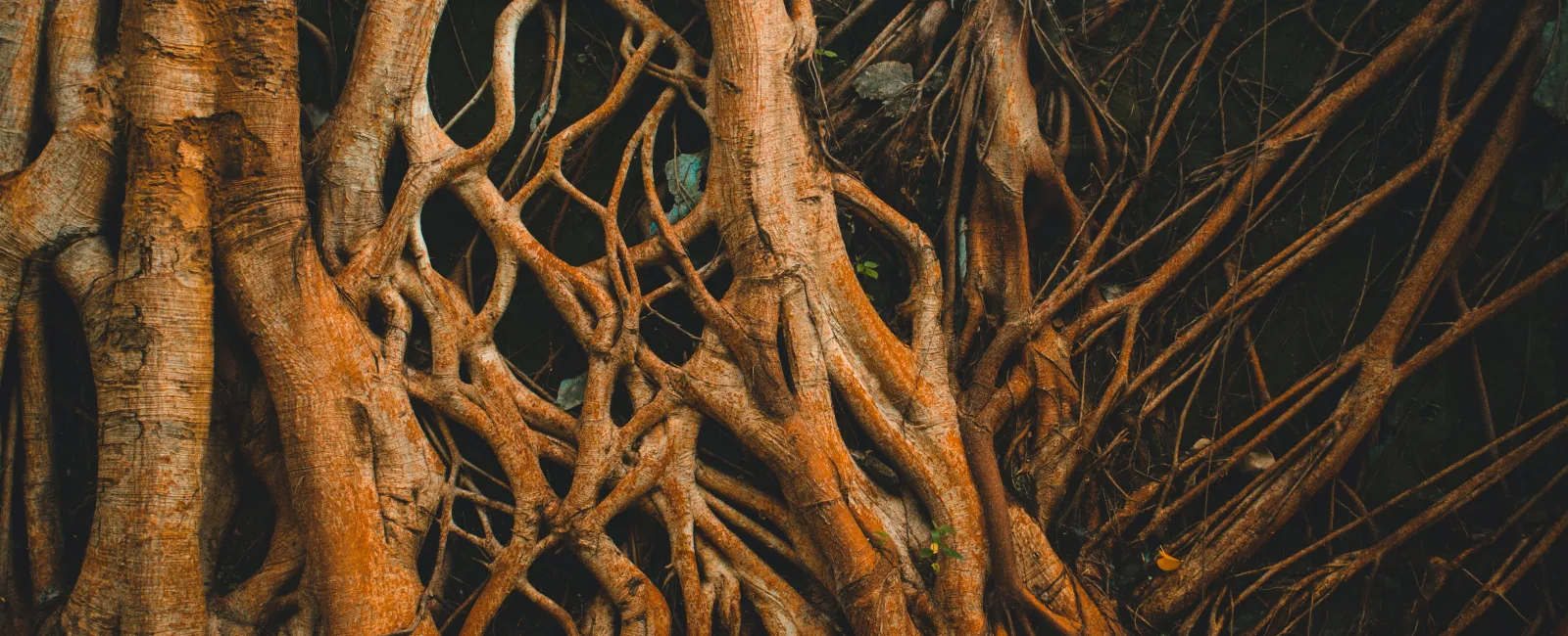 Will Rock Salt Kill Tree Roots in a Sewer Line?