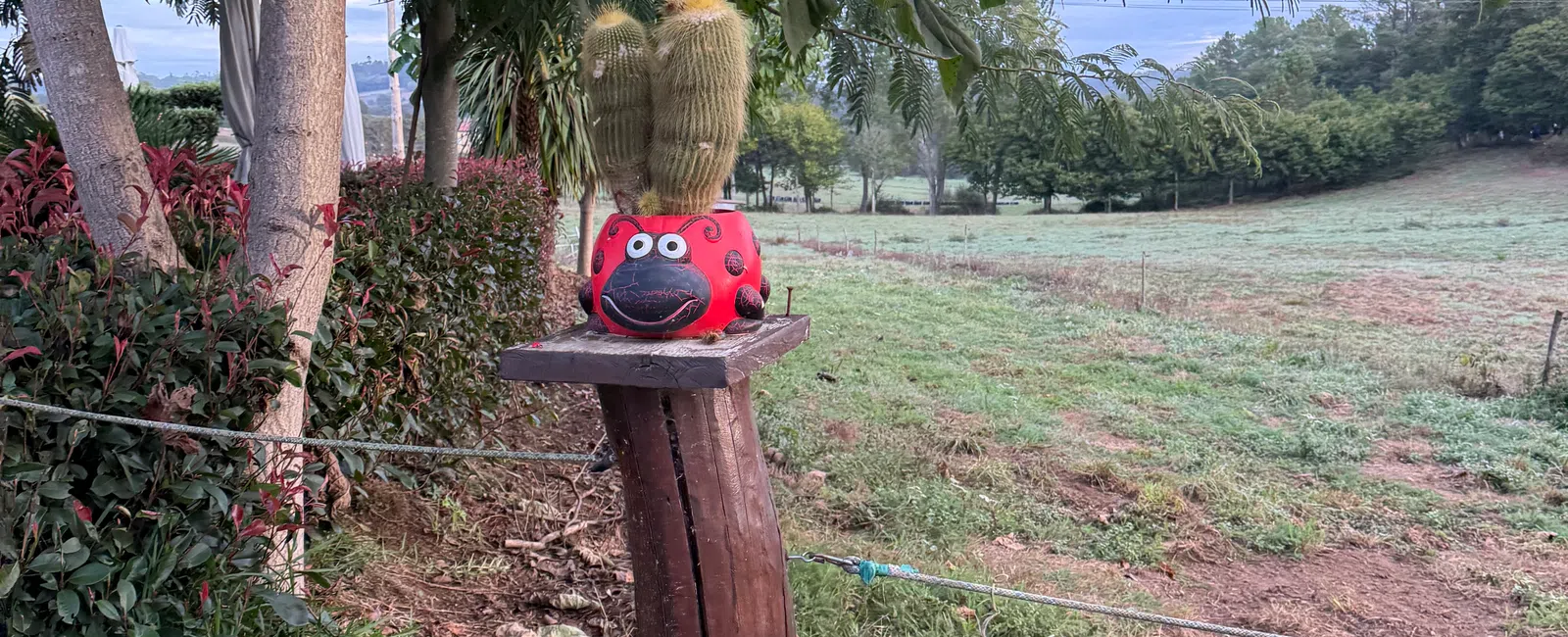 Cactus in a red ladybug-shaped pot on a wooden post in a rural grassy landscape under leafy trees.