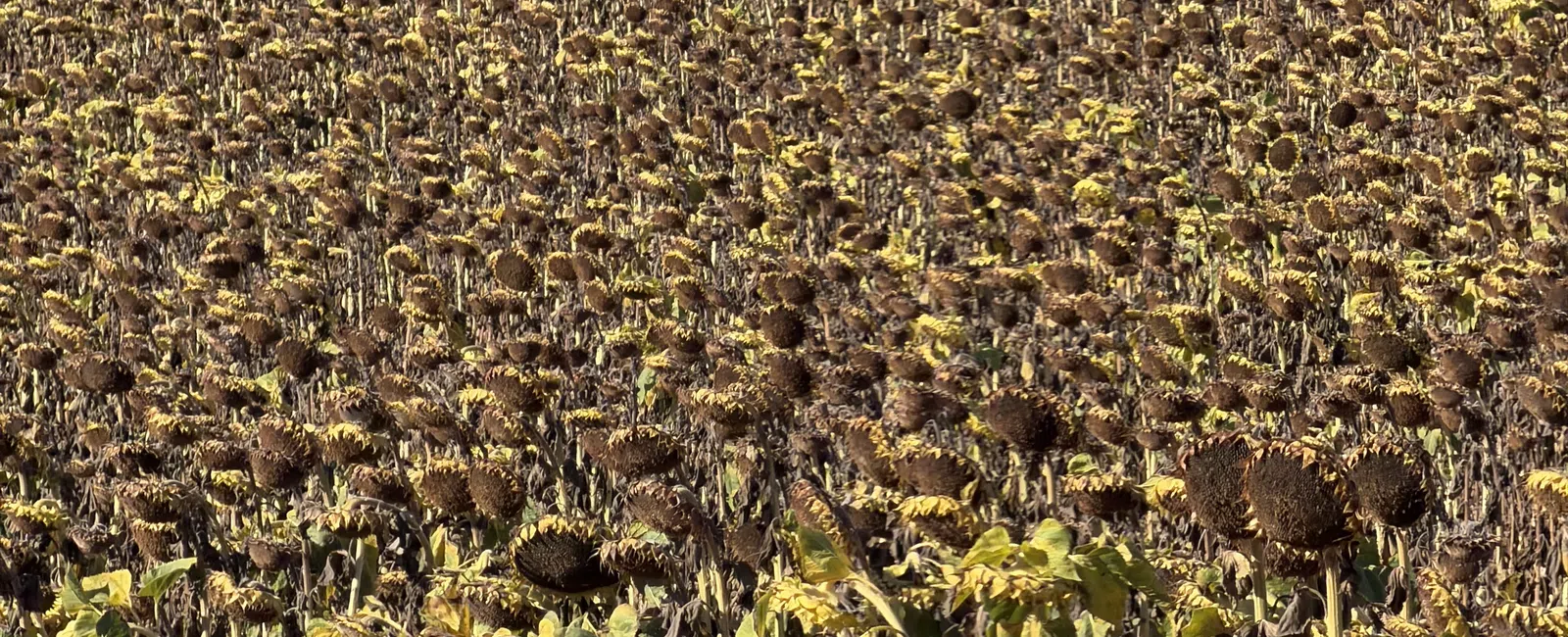 Vast field of mature sunflowers with drooping heads and brown seed-filled centers under bright sunlight