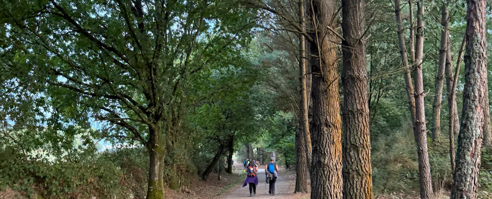 Two hikers walking along a wooded dirt trail surrounded by tall trees under a clear sky.
