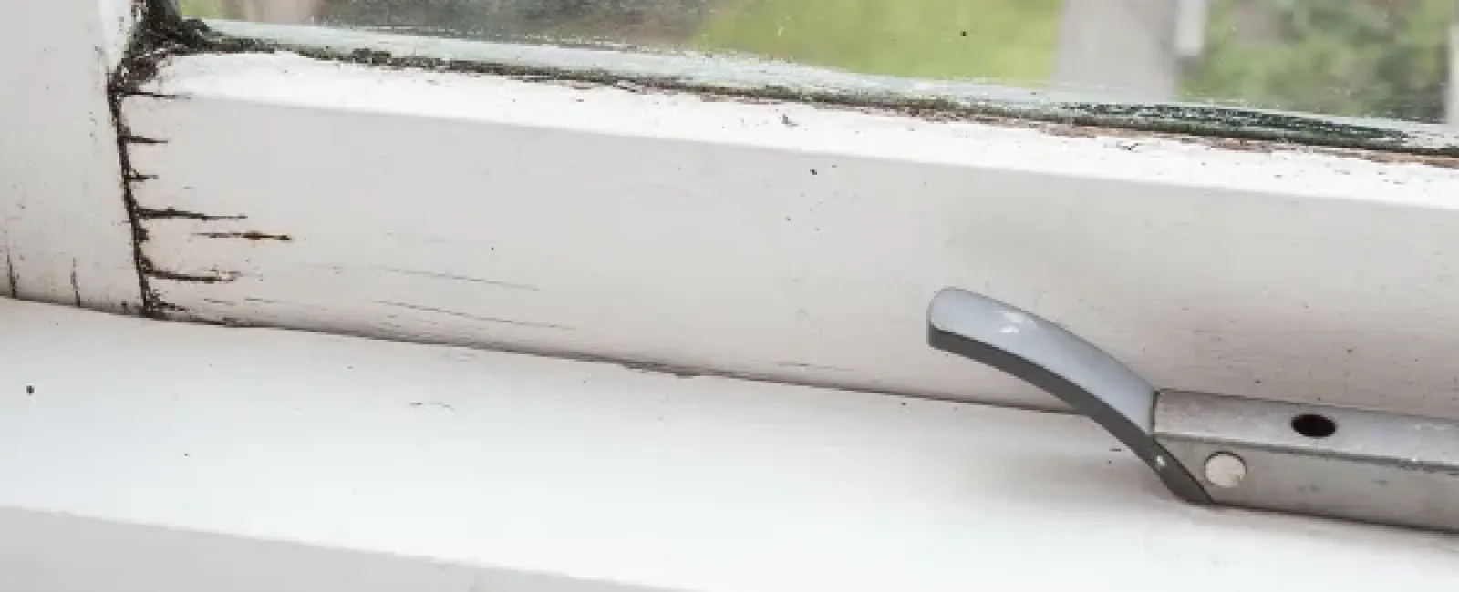 My Windows Have Developed Wood Rot⎯ Now What?