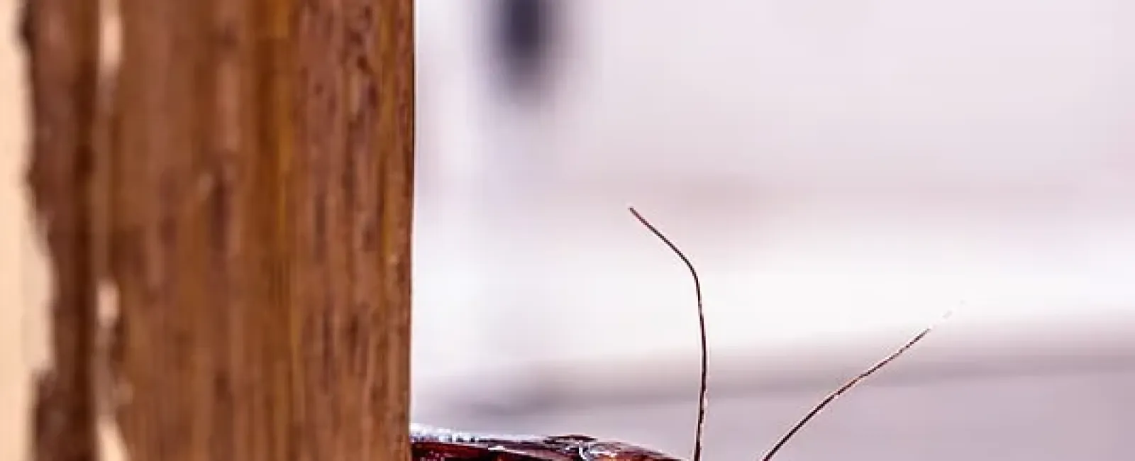 10 Things to Do When Georgia's Infamous Palmetto Bugs Are Getting Into Your House
