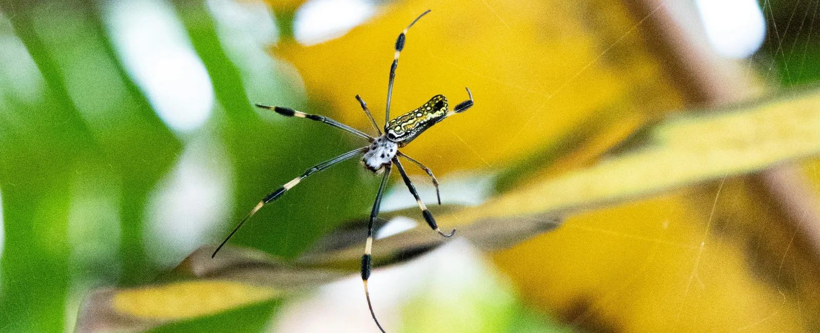 Close-up of a large spider with black and yellow markings on its web among green and yellow foliage