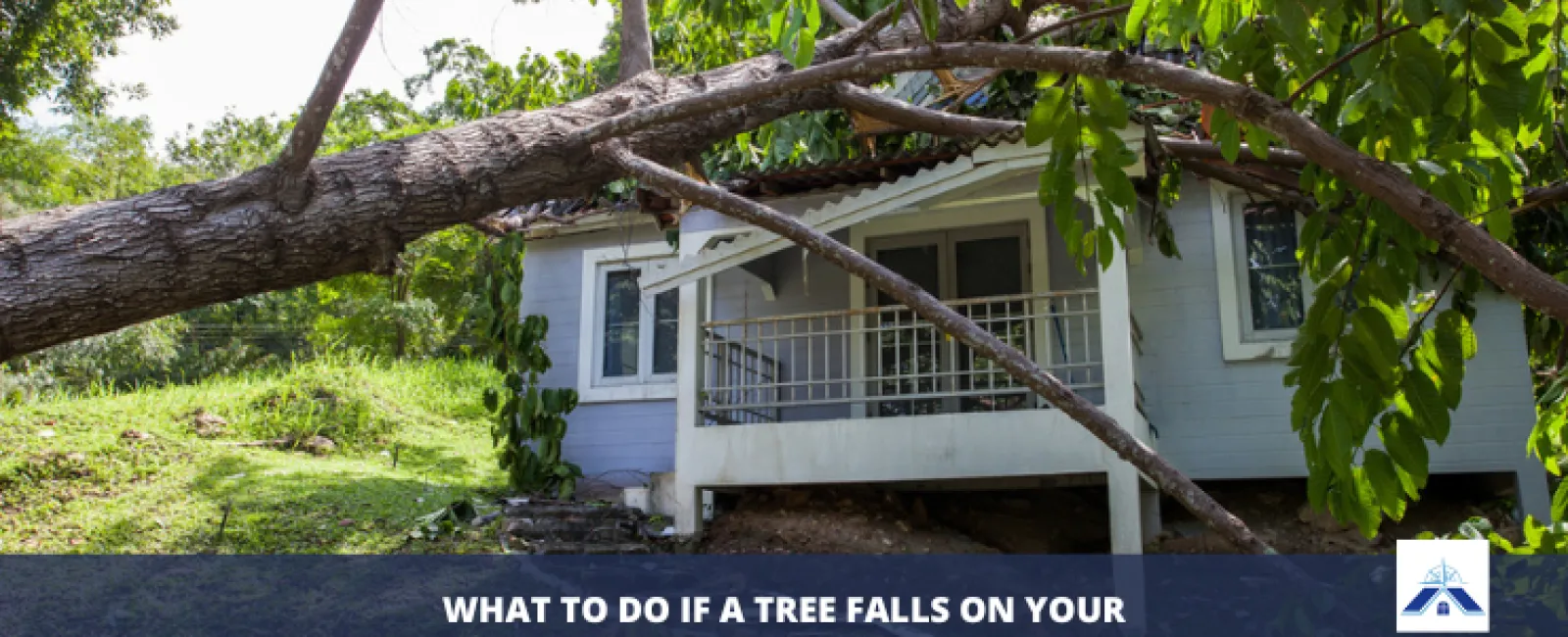 What to Do if a Tree Falls on Your House