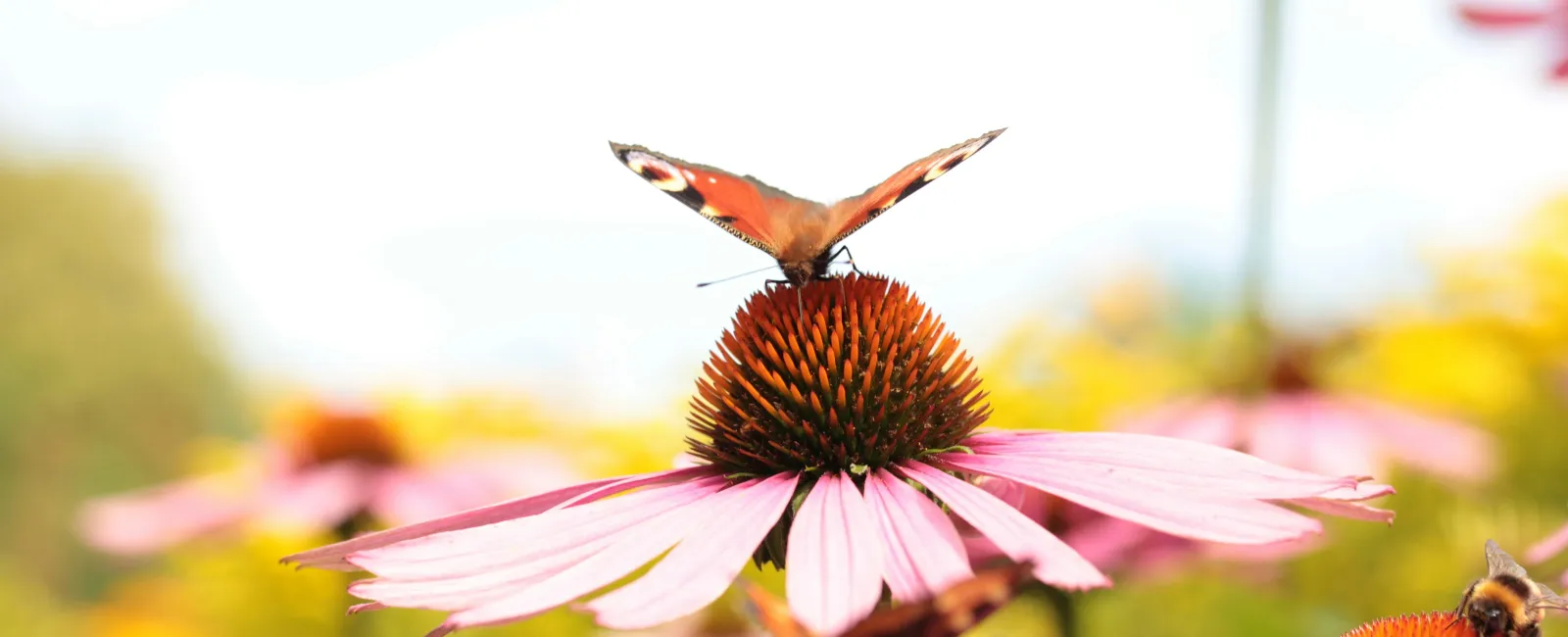 a butterfly on a flower