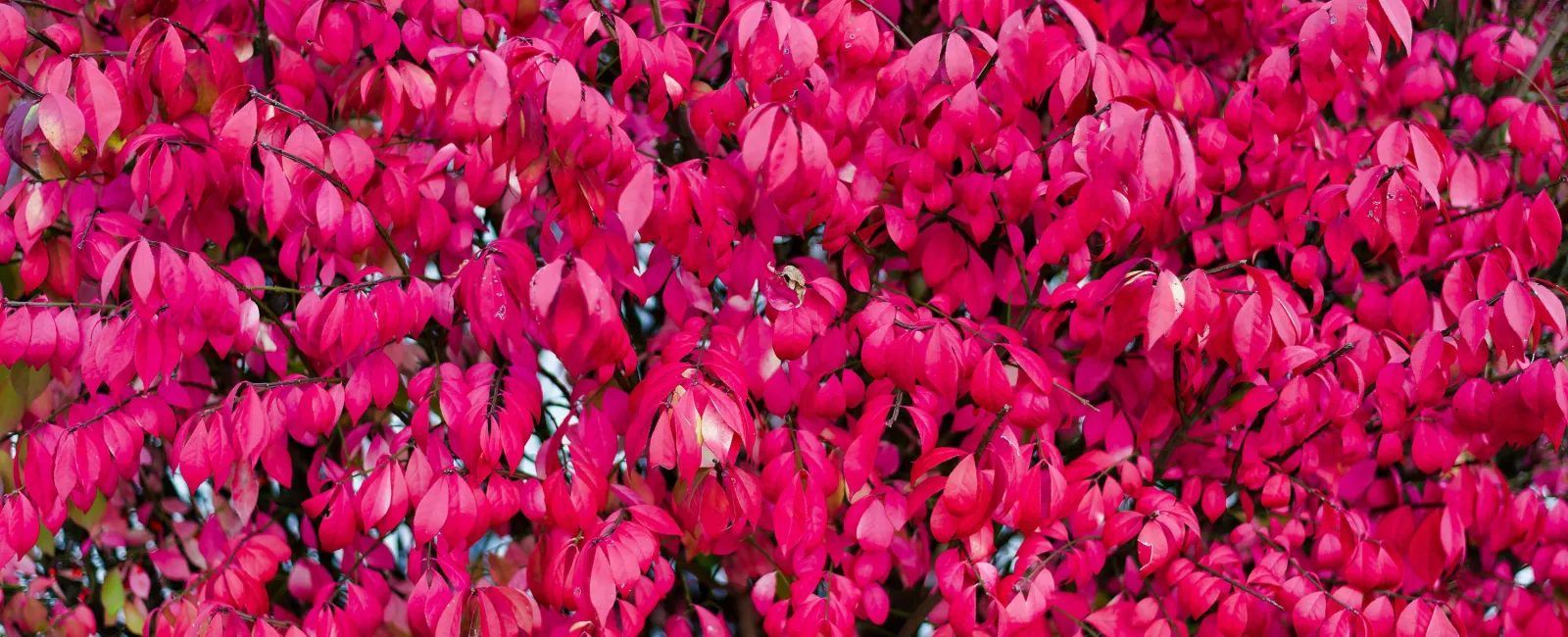 a group of pink flowers