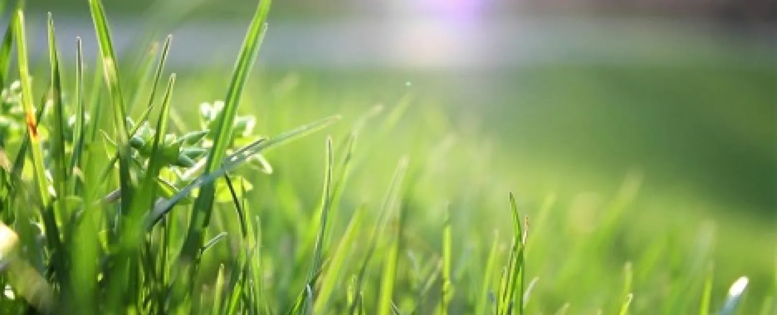 close up of grass