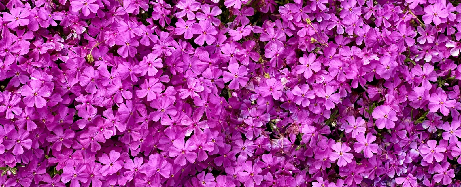 a large group of purple flowers