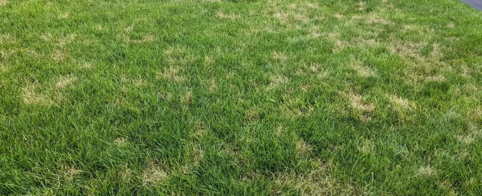 grass fungus in a yard