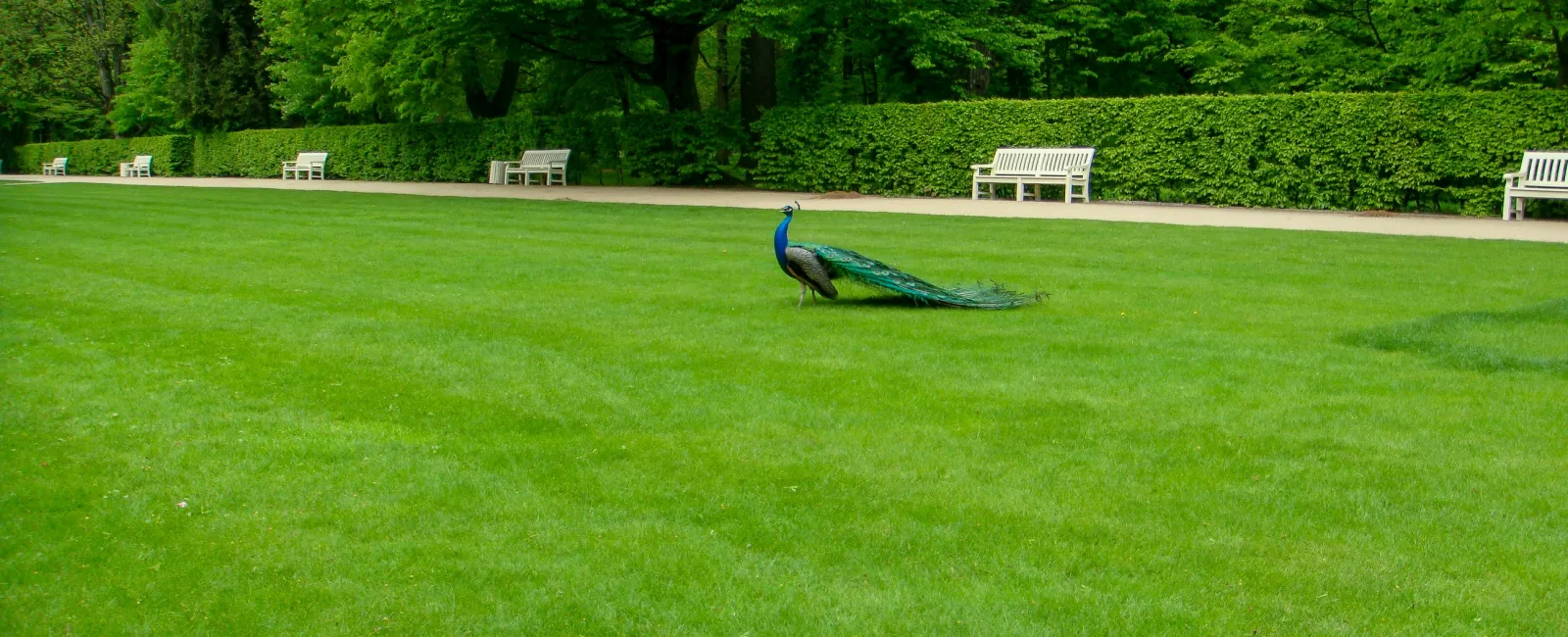 a blue bird on a green lawn