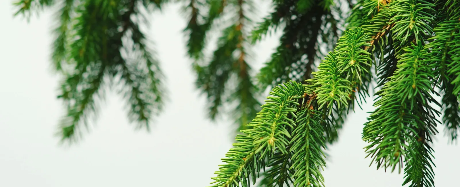 a close-up of a tree