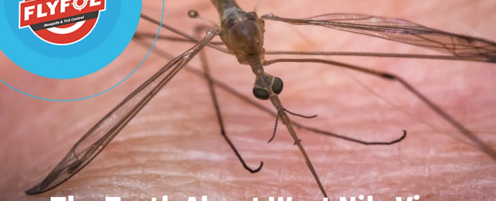 a close-up of a mosquito