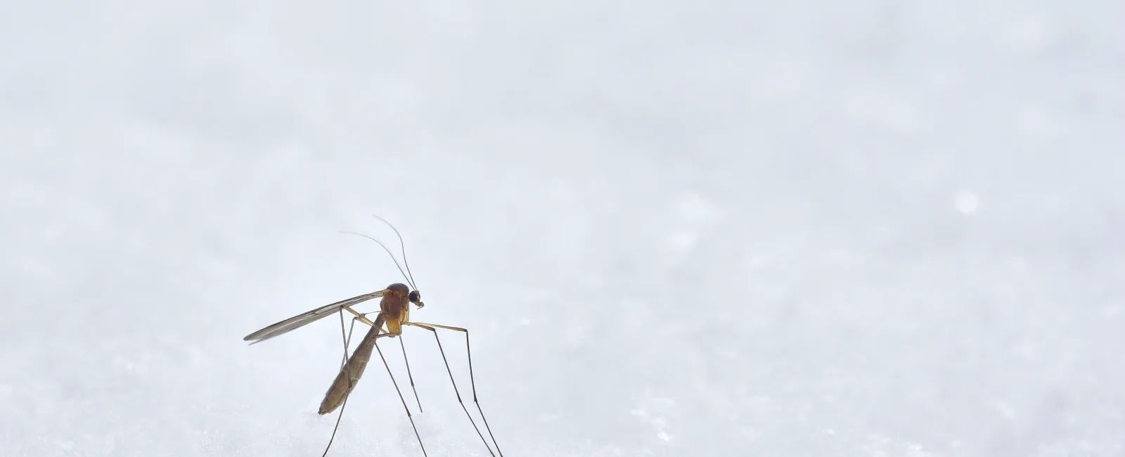 a bug on a white surface