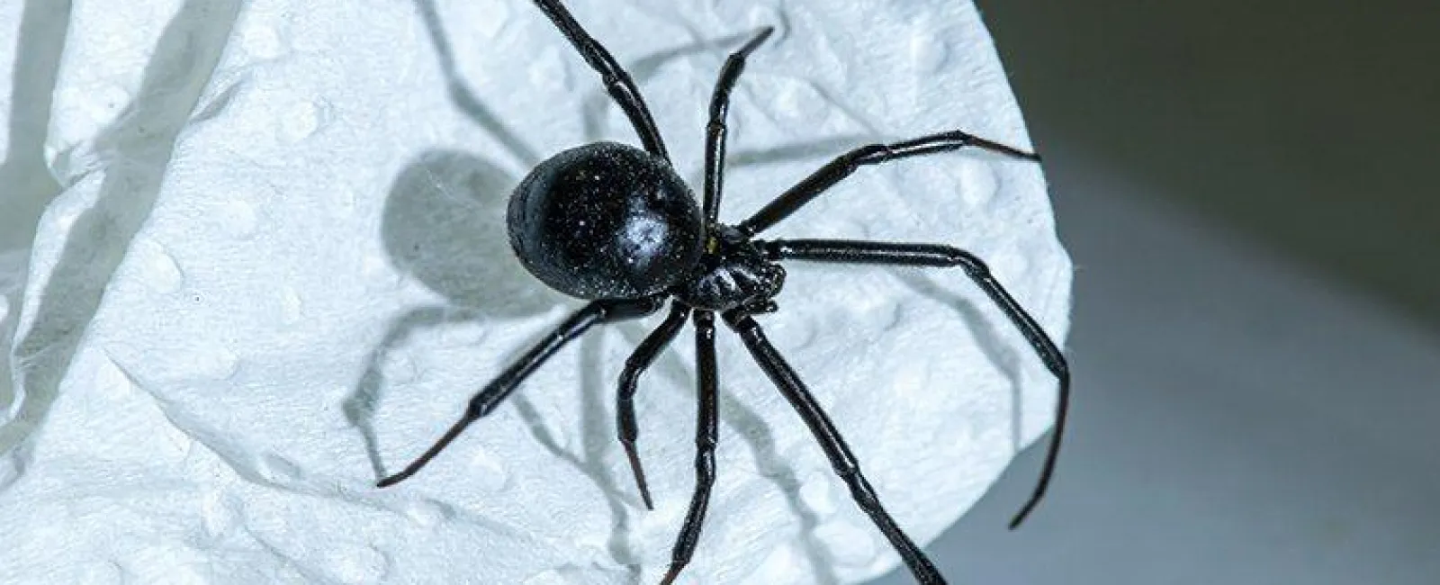 spider