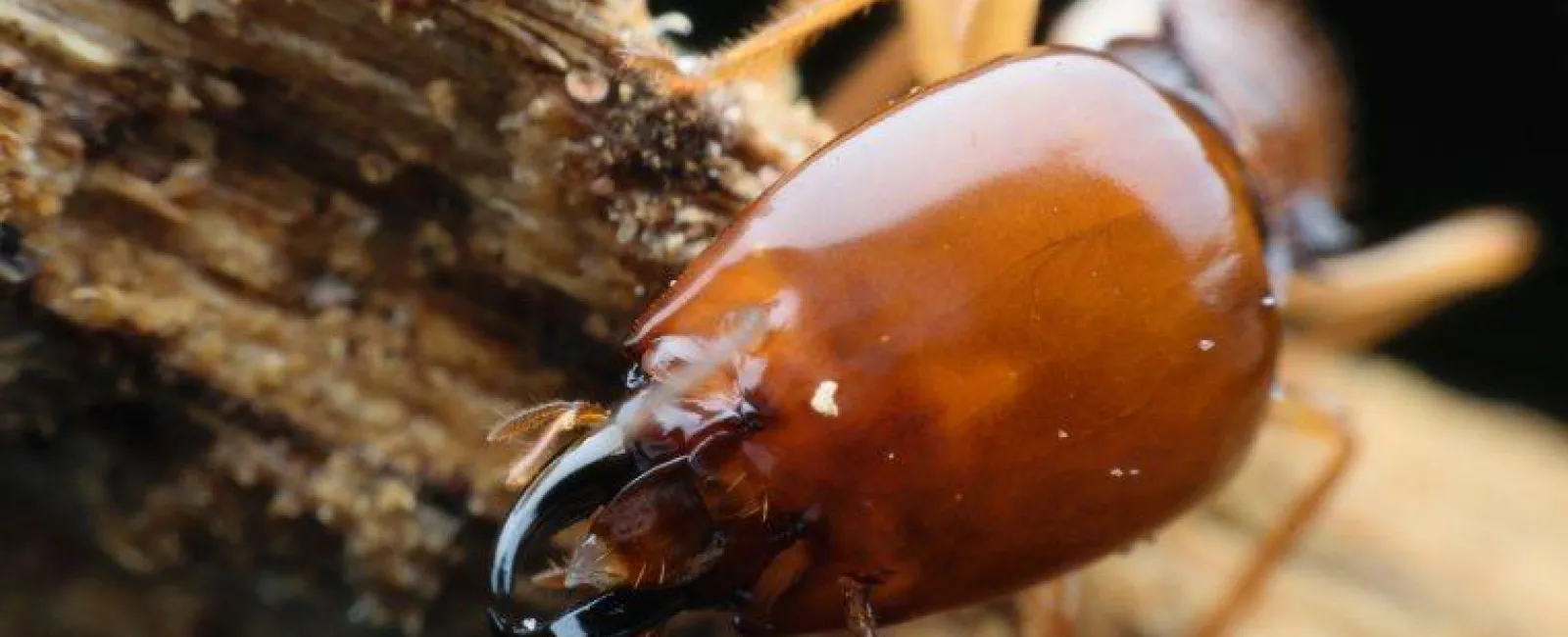 a big termite in a home