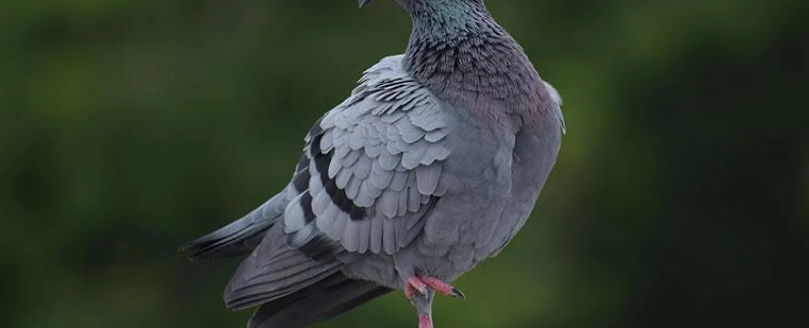 pigeon perched on cement