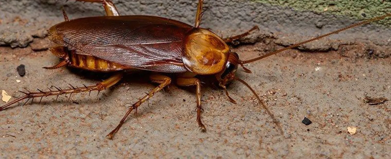 american cockroach along a basement wall