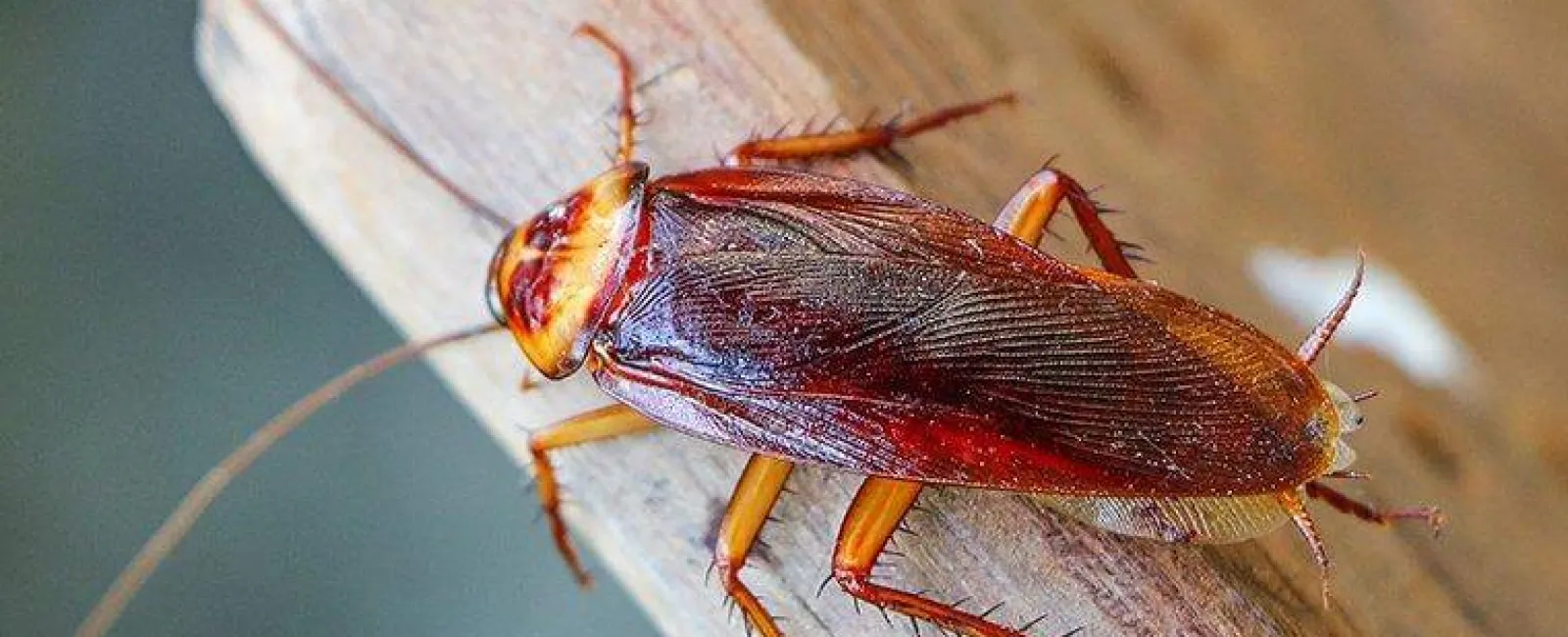 an american cockroach crawling on a board
