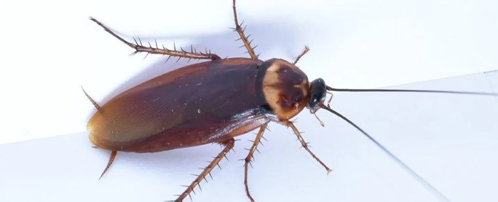 Syracuse Homeowners' Complete Guide To American Cockroaches