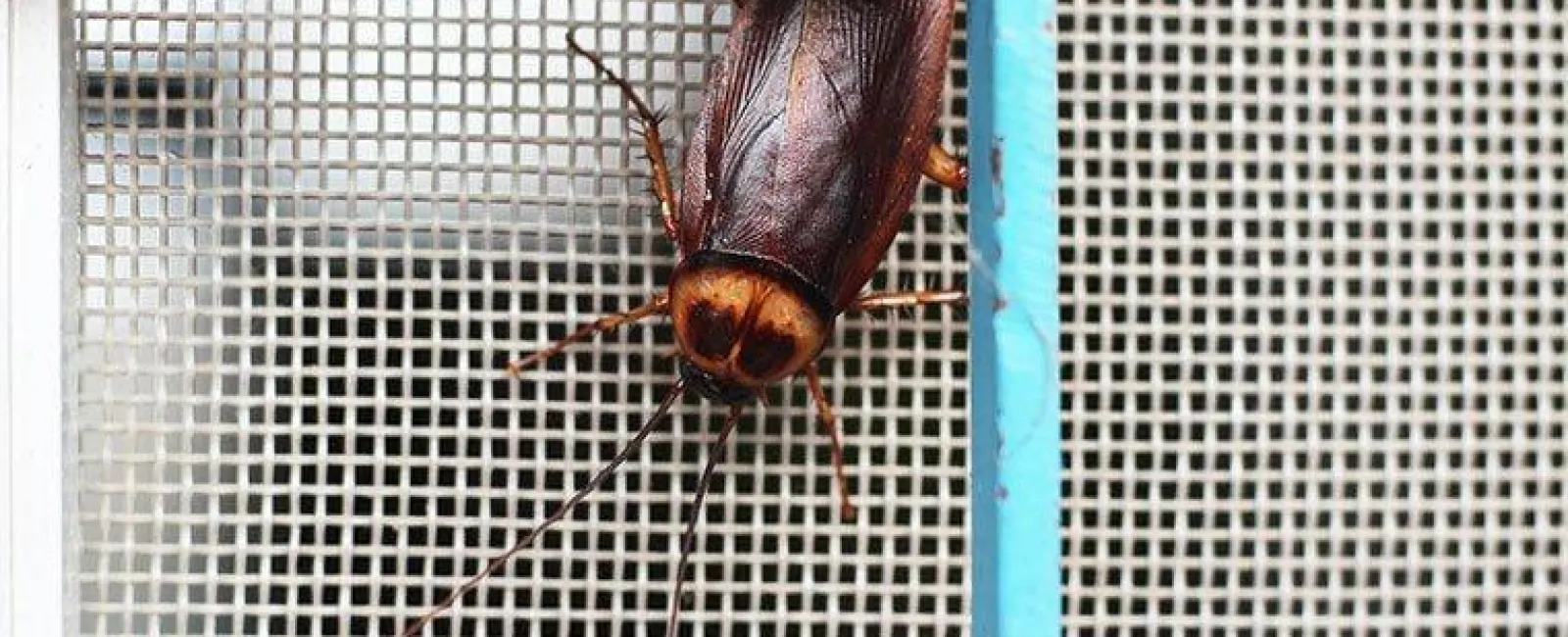 cockroach on a window screen