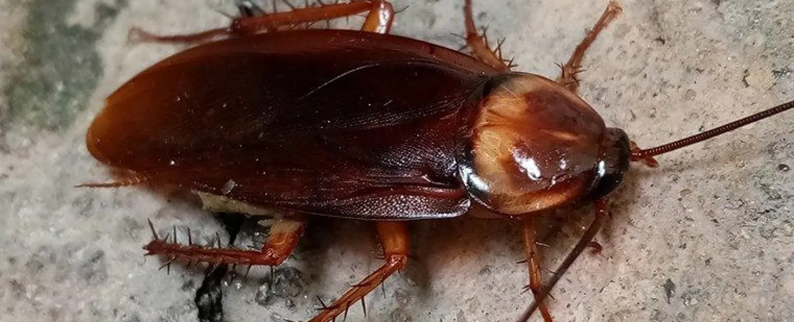 Cockroach