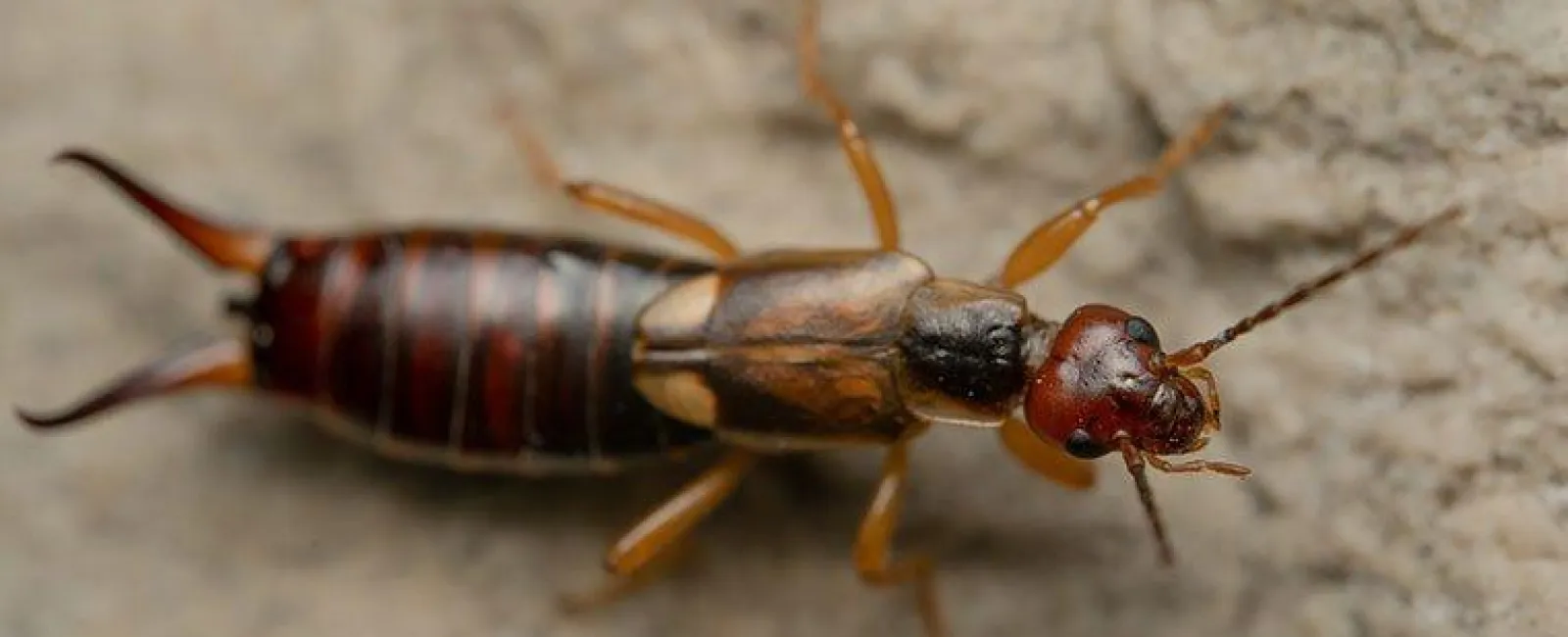 an earwig crawling 