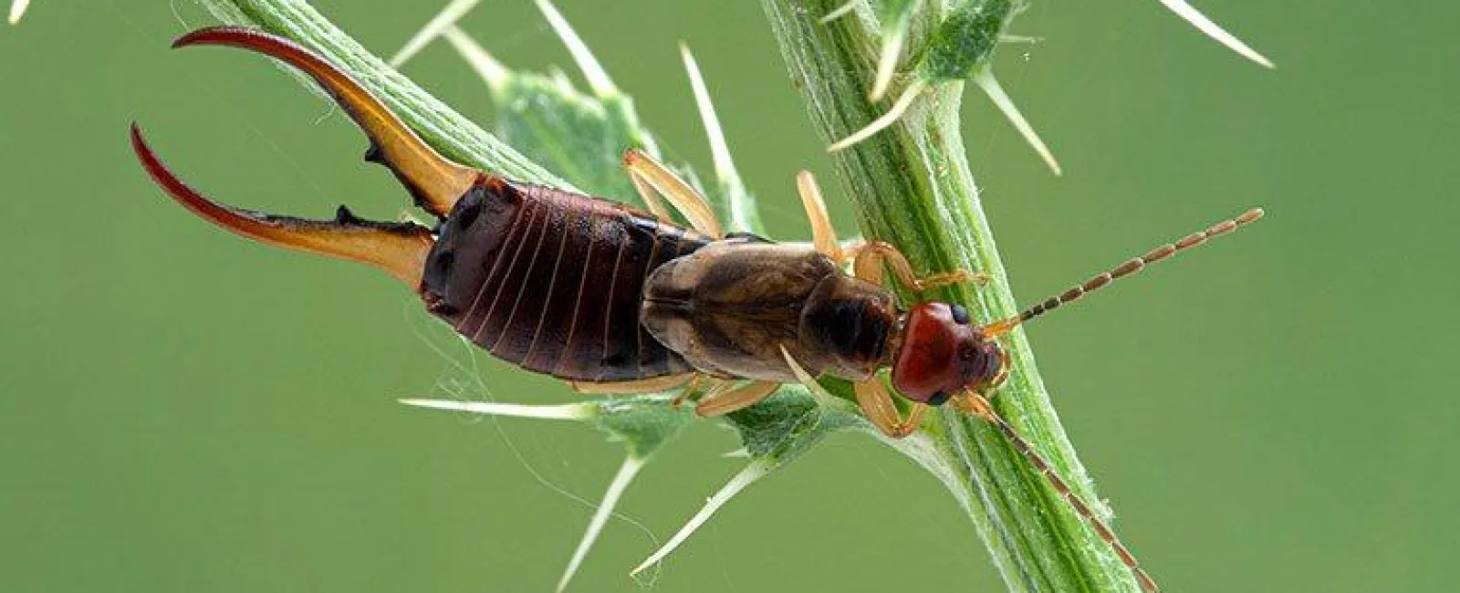an earwig crawling on a plant