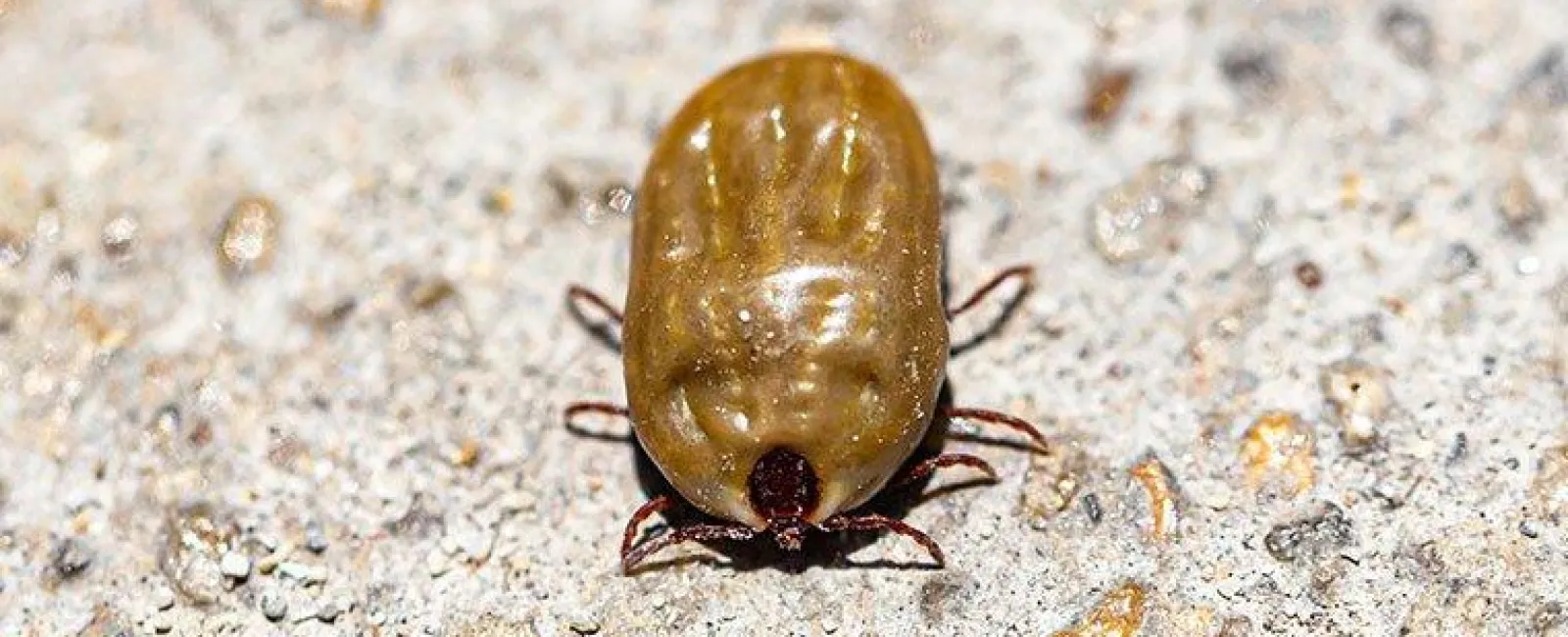 an engorged dog tick