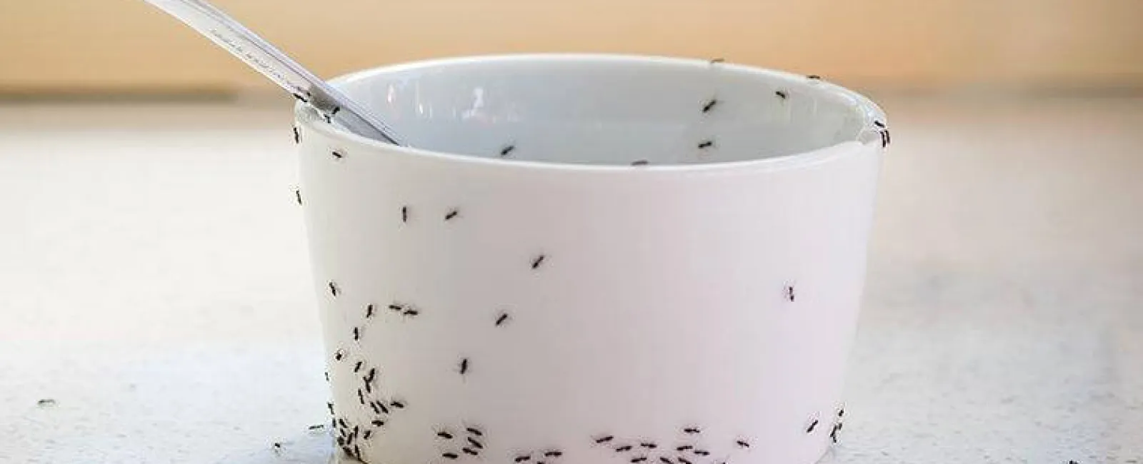 an in infestation on a kitchen cup