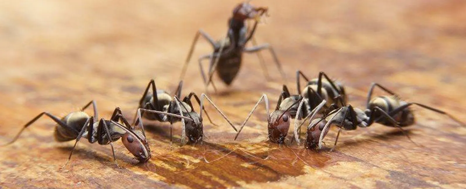 How To Determine What Kind Of Ants Are Inside Your Hudson Valley Home