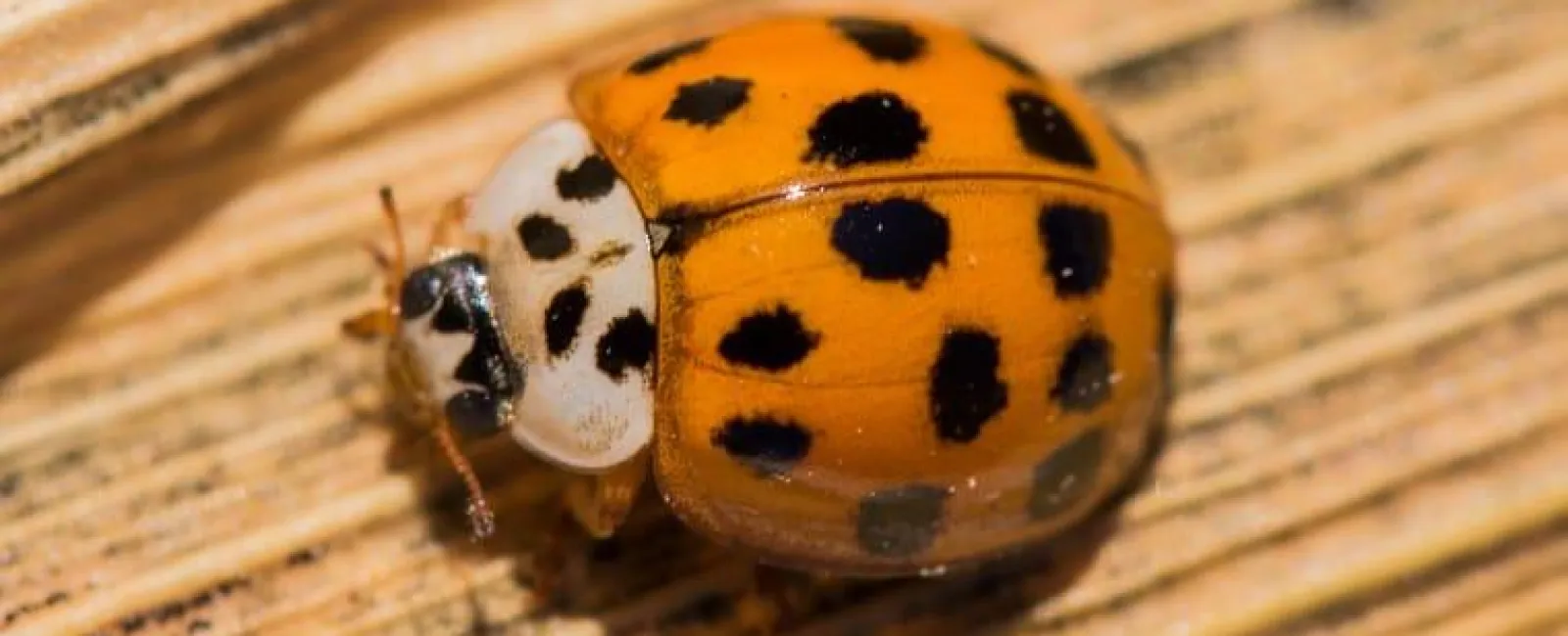 Asian Lady Beetle on leaf