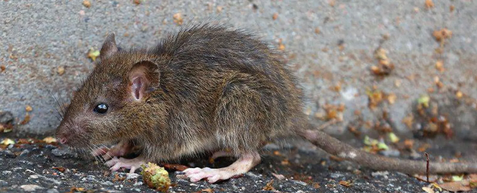 Baby rat