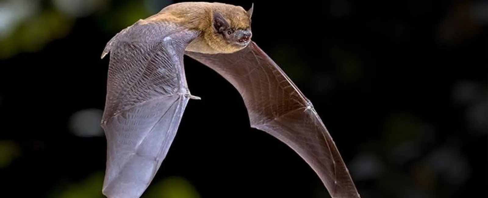 flying bat
