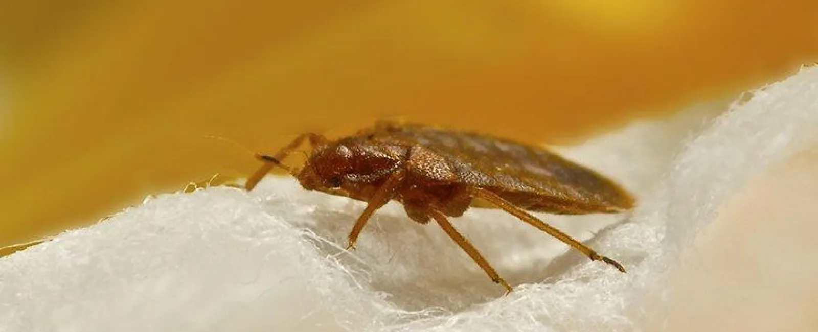 Why Do I Have Bed Bugs In My Hudson Valley Home?