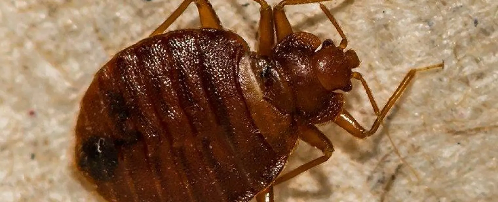 How Did I Get Bed Bugs In My Hudson Valley Home?