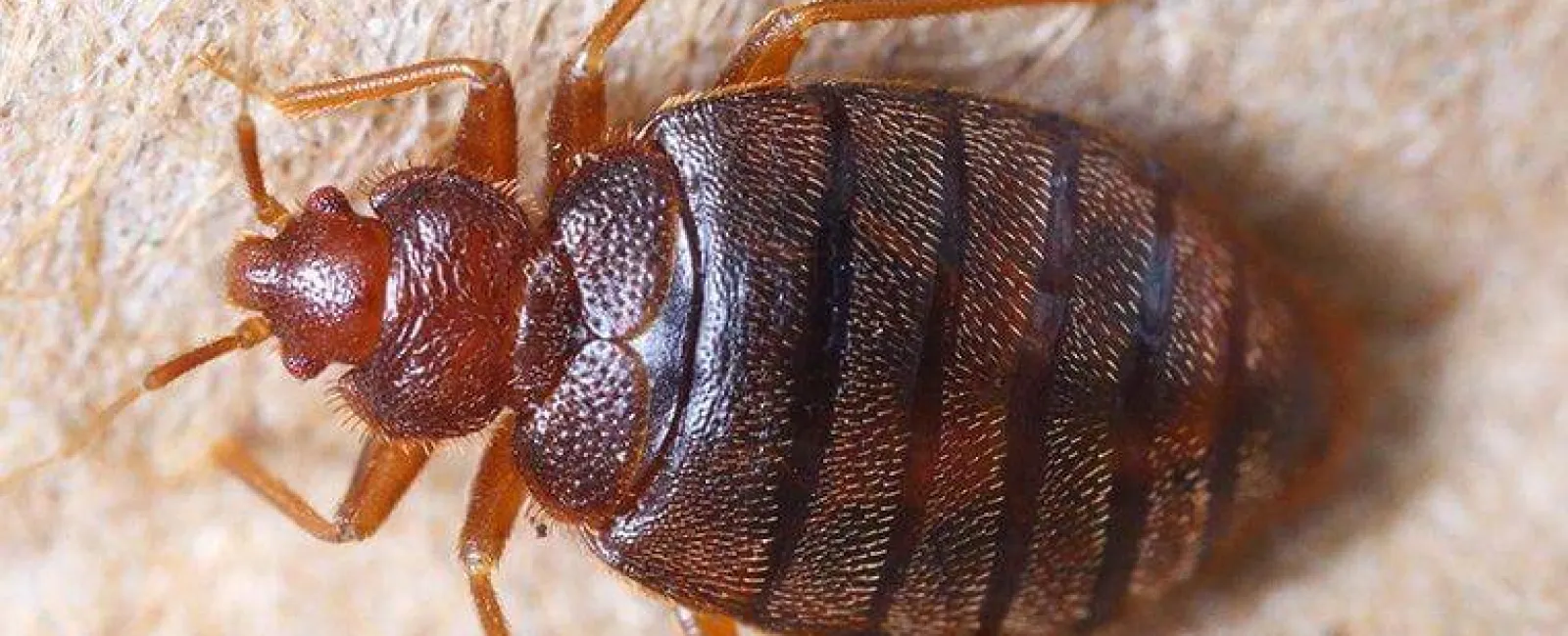 How Did I Get Bed Bugs In My Richmond Home?