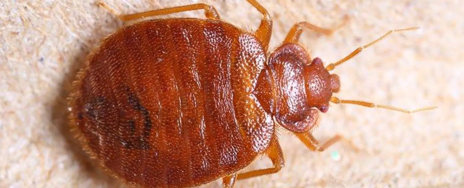 Do I Need Professional Help To Get Rid Of Bed Bugs In Hudson Valley?